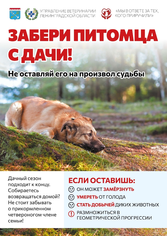 Забери питомца с дачи